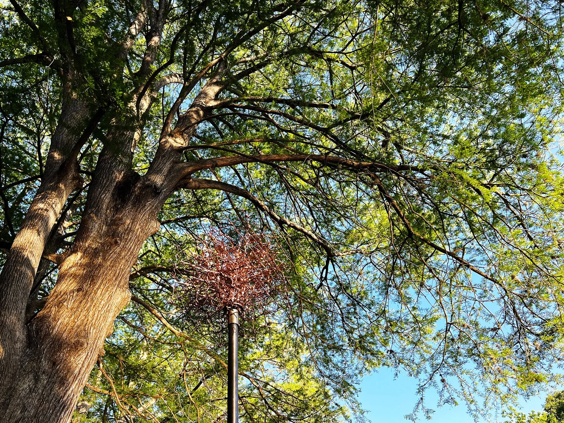 birdsong-brackenridge-birdhouse-exhibit-installation-brackenridge-park-mcnay-art-museum-san-antonio-texas-deleon-primmer-dpaw.jpg
