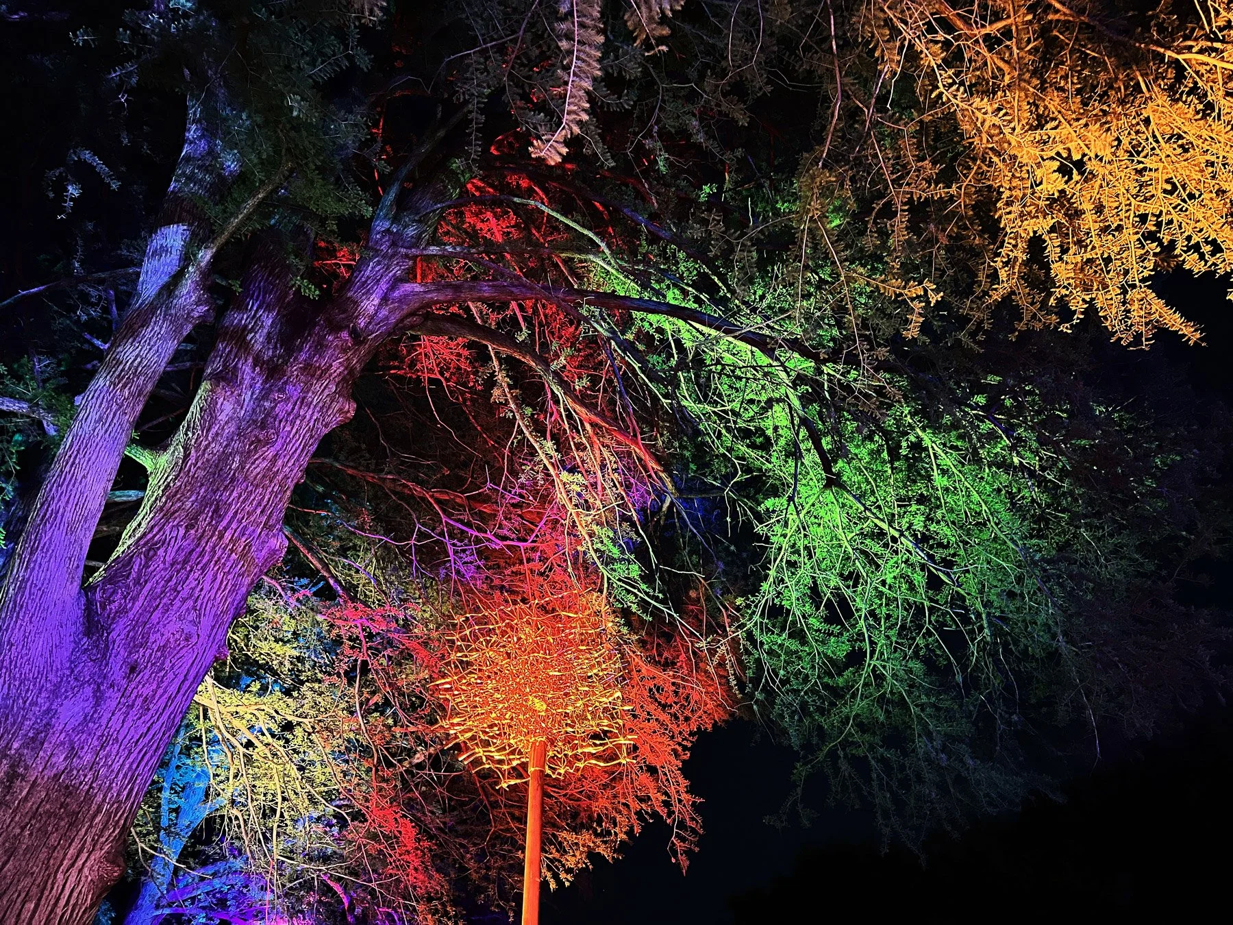 birdsong-brackenridge-birdhouse-exhibit-installation-evening-color-brackenridge-park-mcnay-art-museum-san-antonio-texas-deleon-primmer-dpaw.jpg