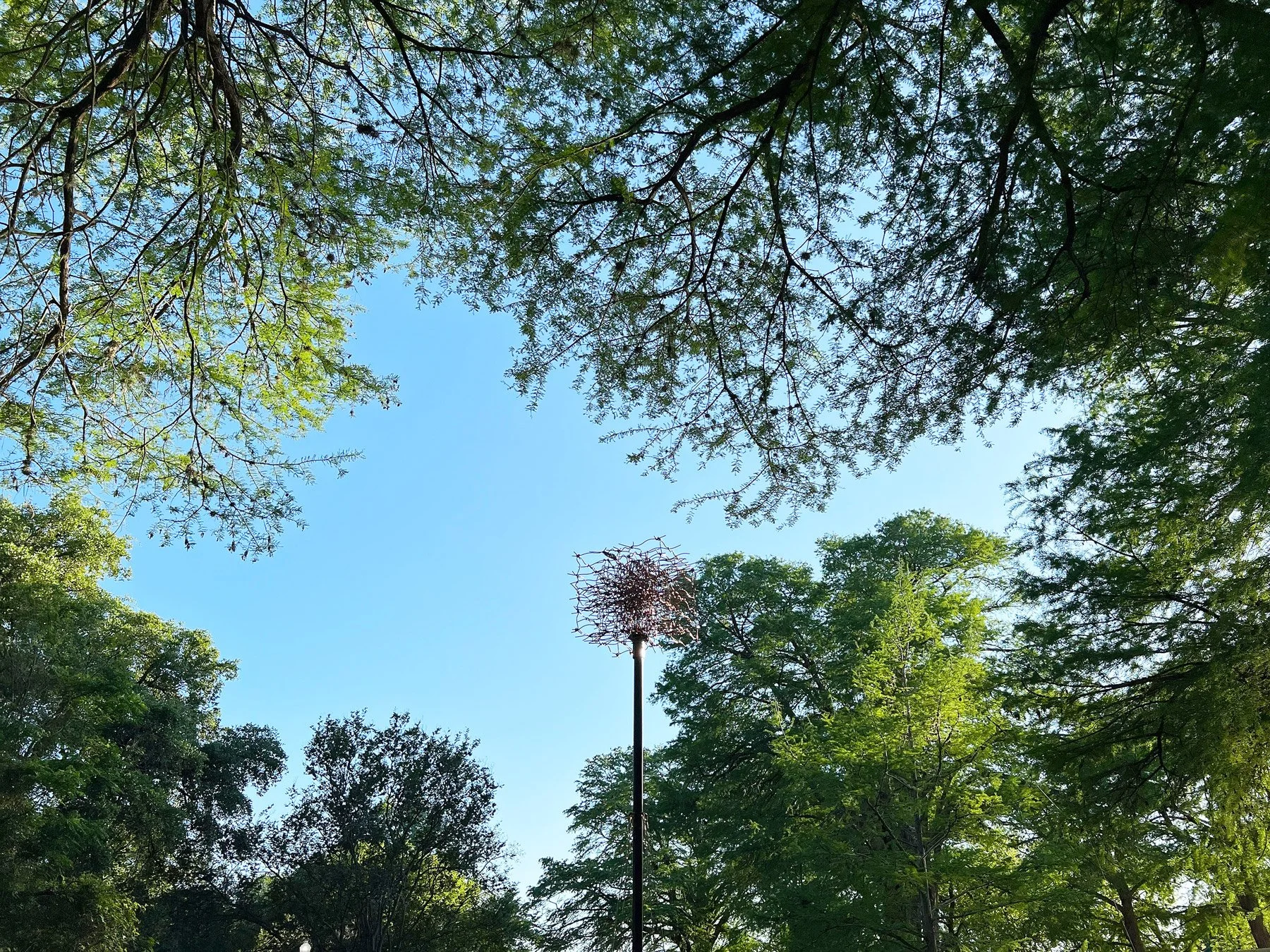 birdsong-brackenridge-birdhouse-exhibit-installation-trees-brackenridge-park-mcnay-art-museum-san-antonio-texas-deleon-primmer-dpaw.jpg