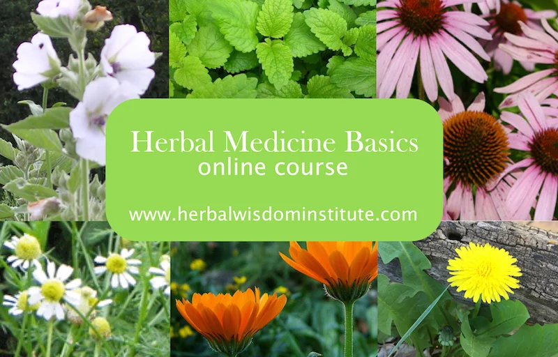 Herbal Medicine Basics Video Series — Herbal Wisdom Institute