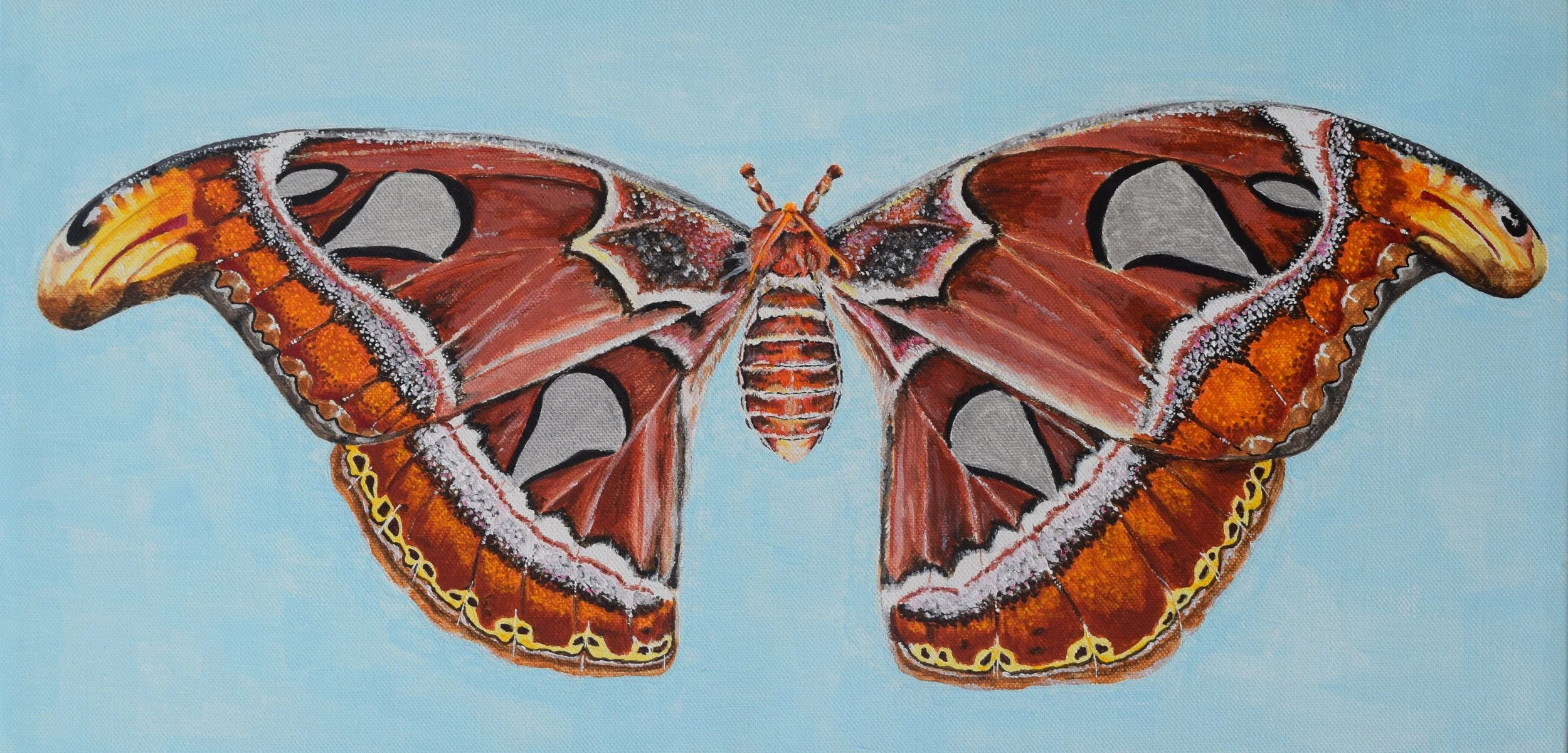 Atlas Moth (2017)