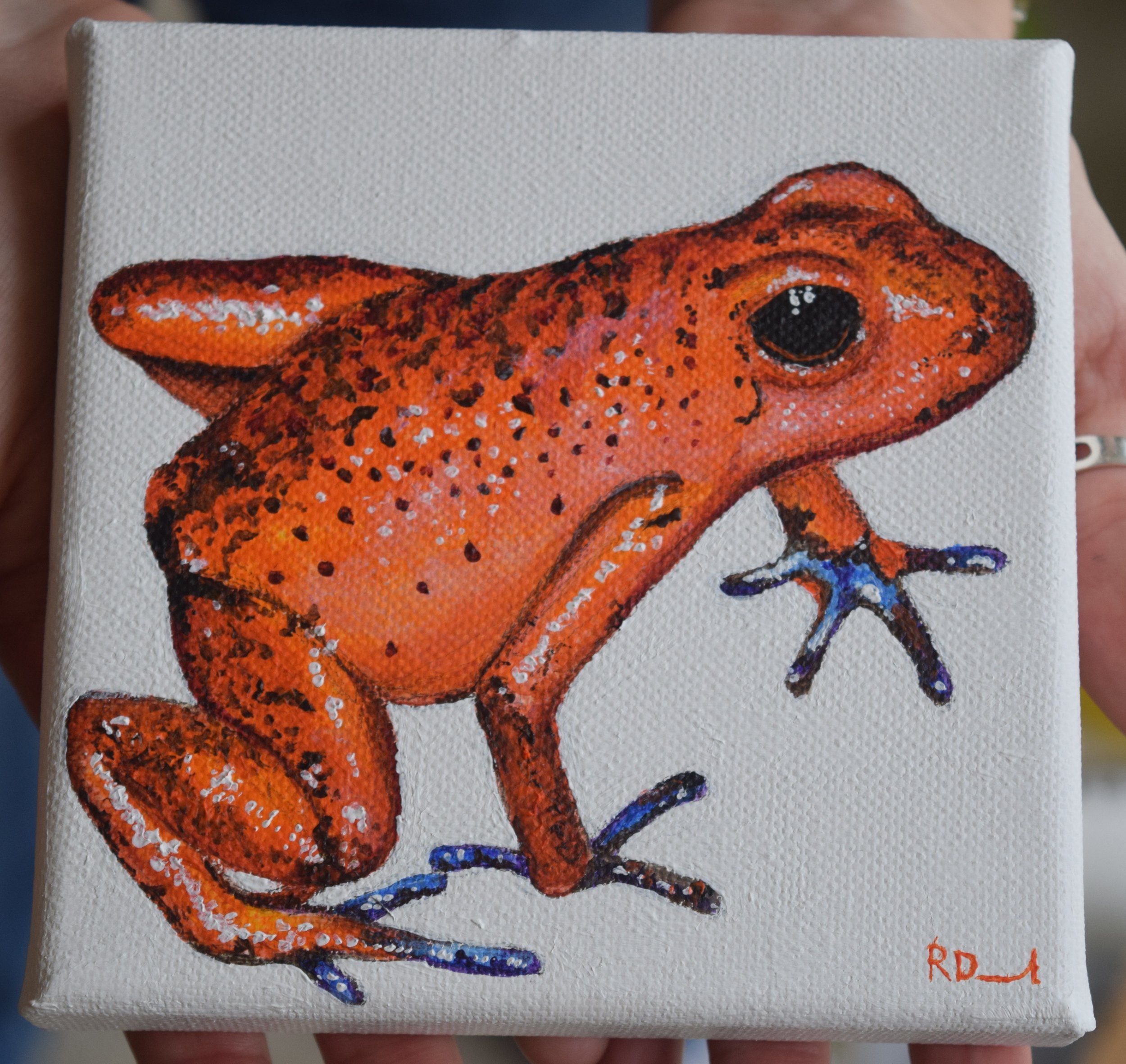 Strawberry Poison Frog (2017)