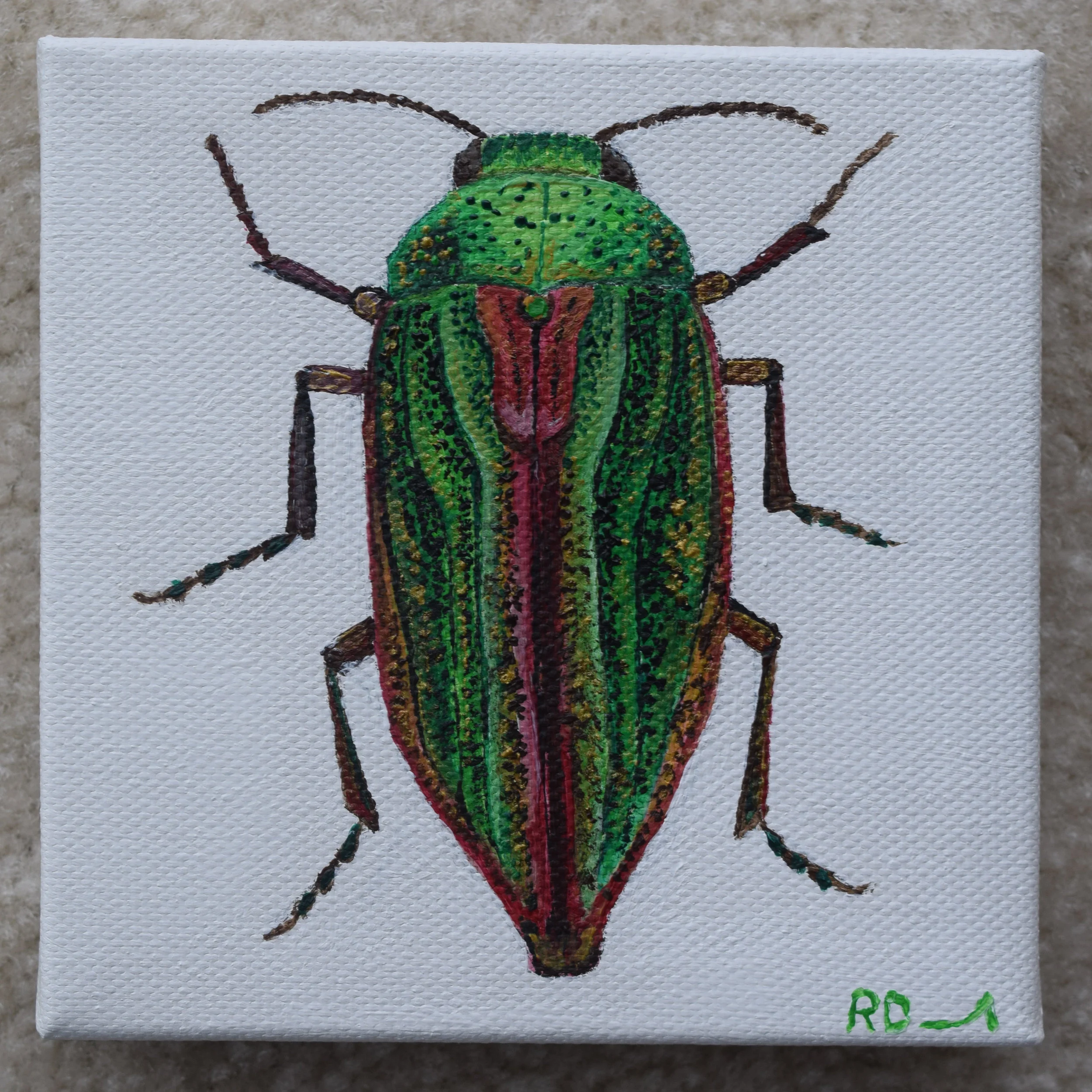 Jewel Beetle (2018)