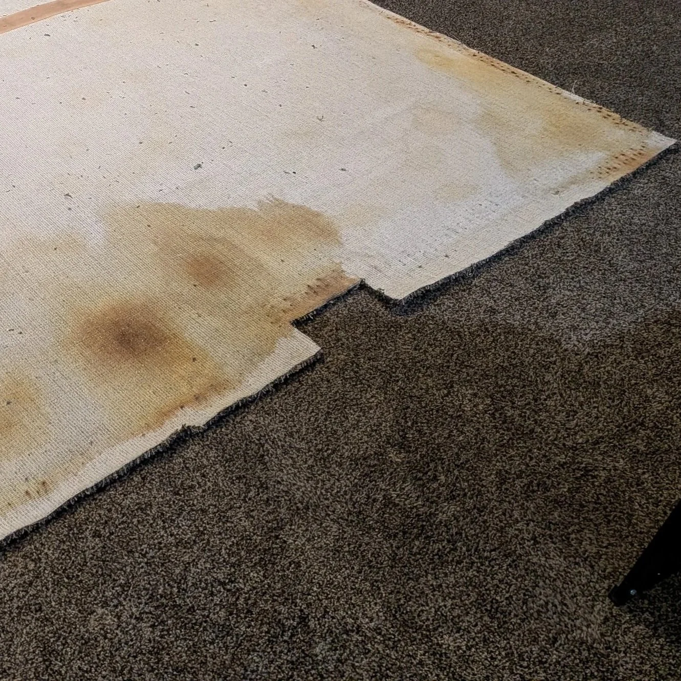 A beige carpet with several wet and stained patches on it, partially over a dark brown carpet. The stained areas are darker and appear muddy or dirty.