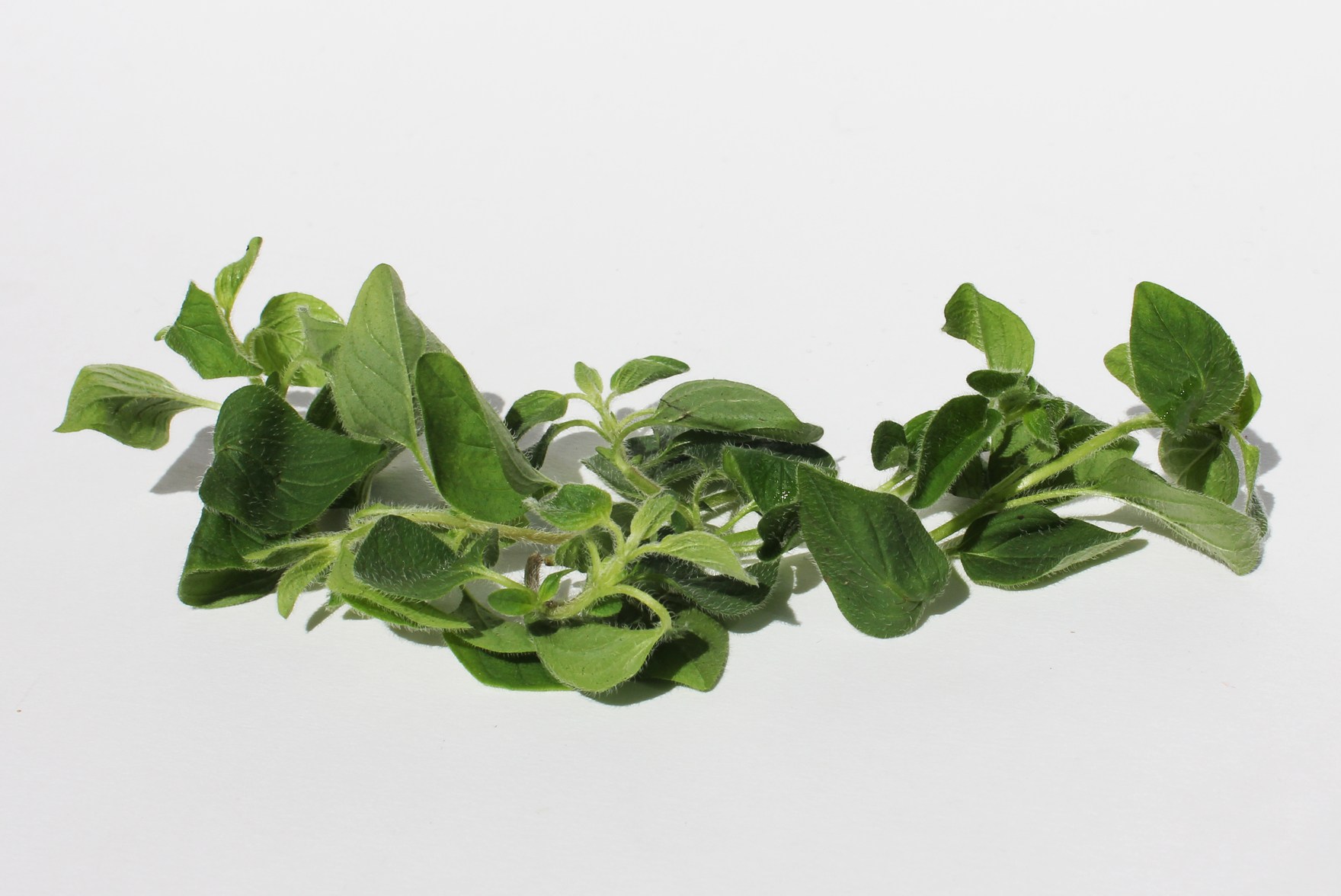Herbs for Healing (Russh.com)