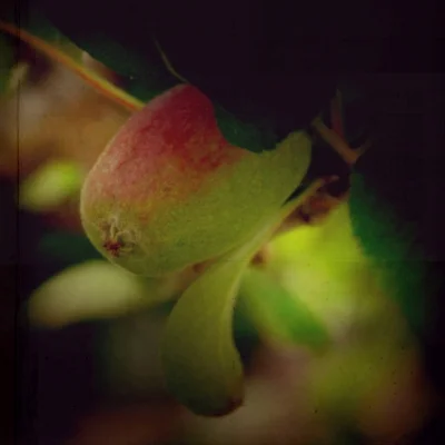 every fruit has its secret