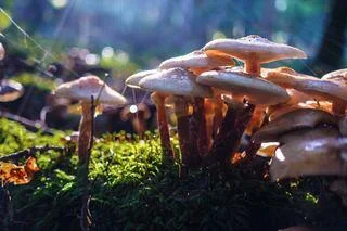 Mushrooms 2.jpg