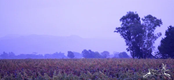 IMG_0898x4.jpg