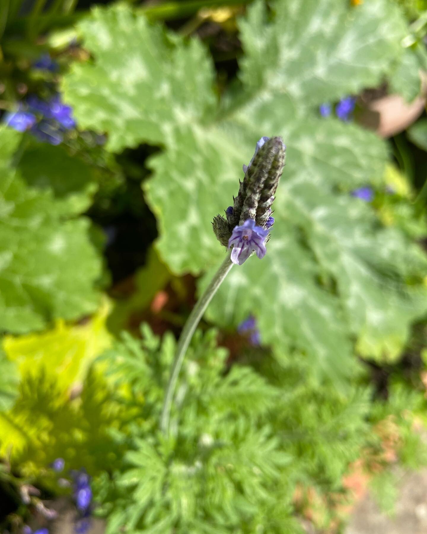 Lavandula multifida &lsquo;Oregano&rsquo; - my 2023 delight, slipped out of her seed packet and grew herself by herself.