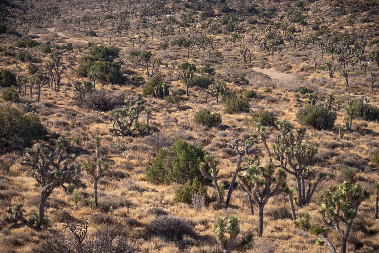 _DSC0287.png