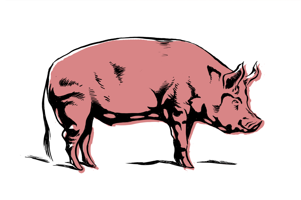 PIg .png