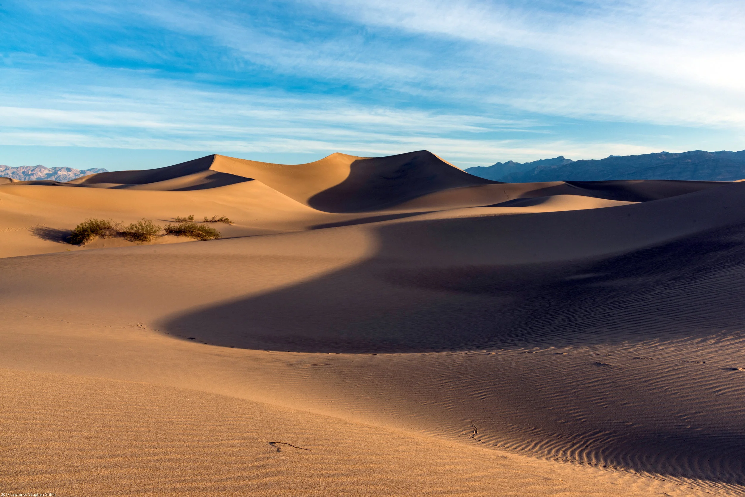 Desert Bloom LVG.jpg