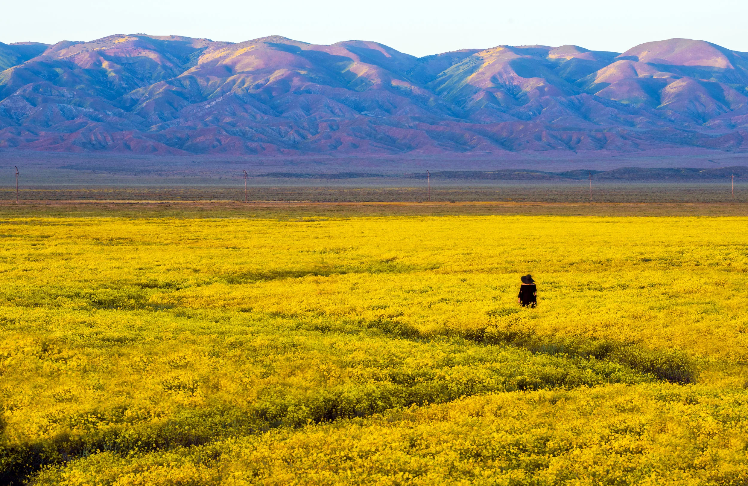 sun flowers 1.jpg