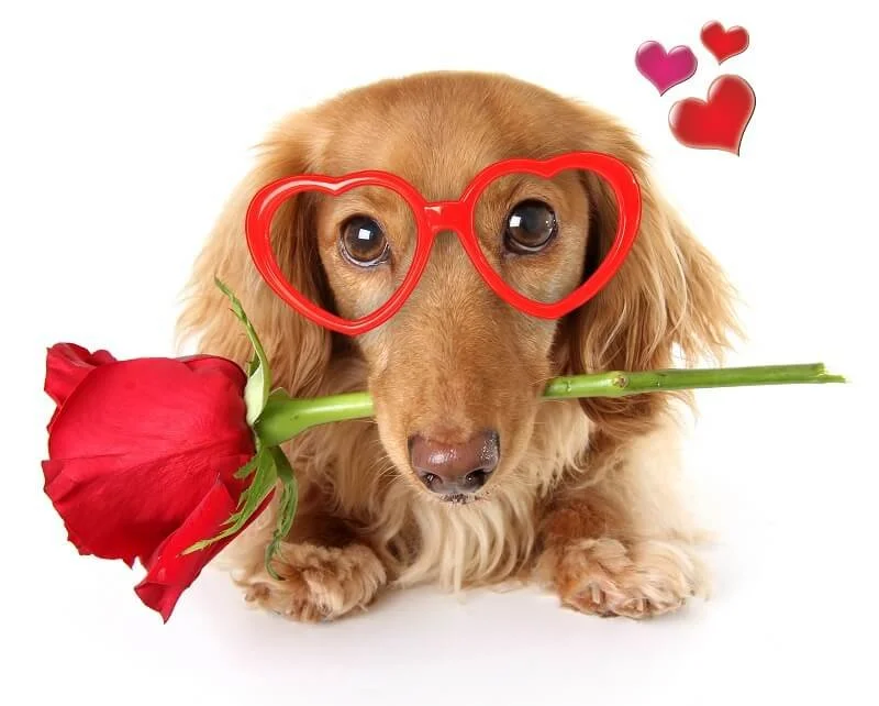 February Optical Specials 