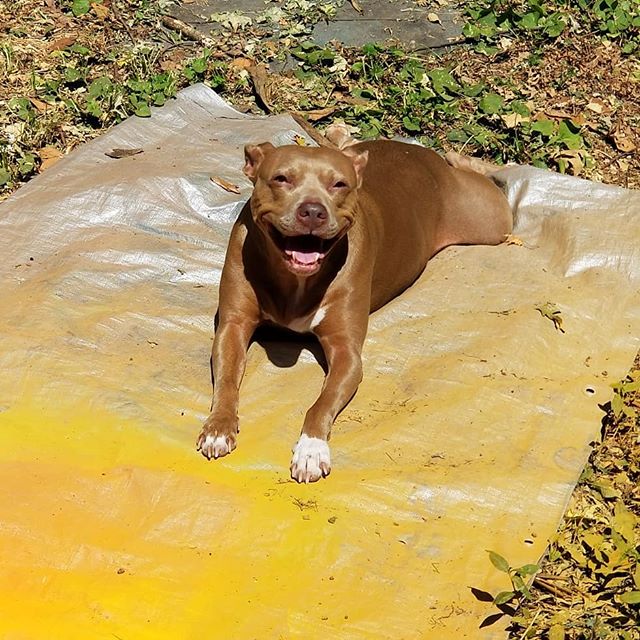 I get all set up to paint and Shiva takes over! Laying in the sun is way more fun than working ☀️💚🙌 #dogsofinstagram