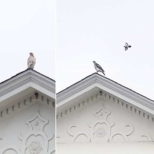 Red shouldered hawk Dixie + I spotted while having breakfast this morning 
#redshoulderedhawk #raleigh #downtownraleigh #wildlife #birdsofprey #sundayvibes