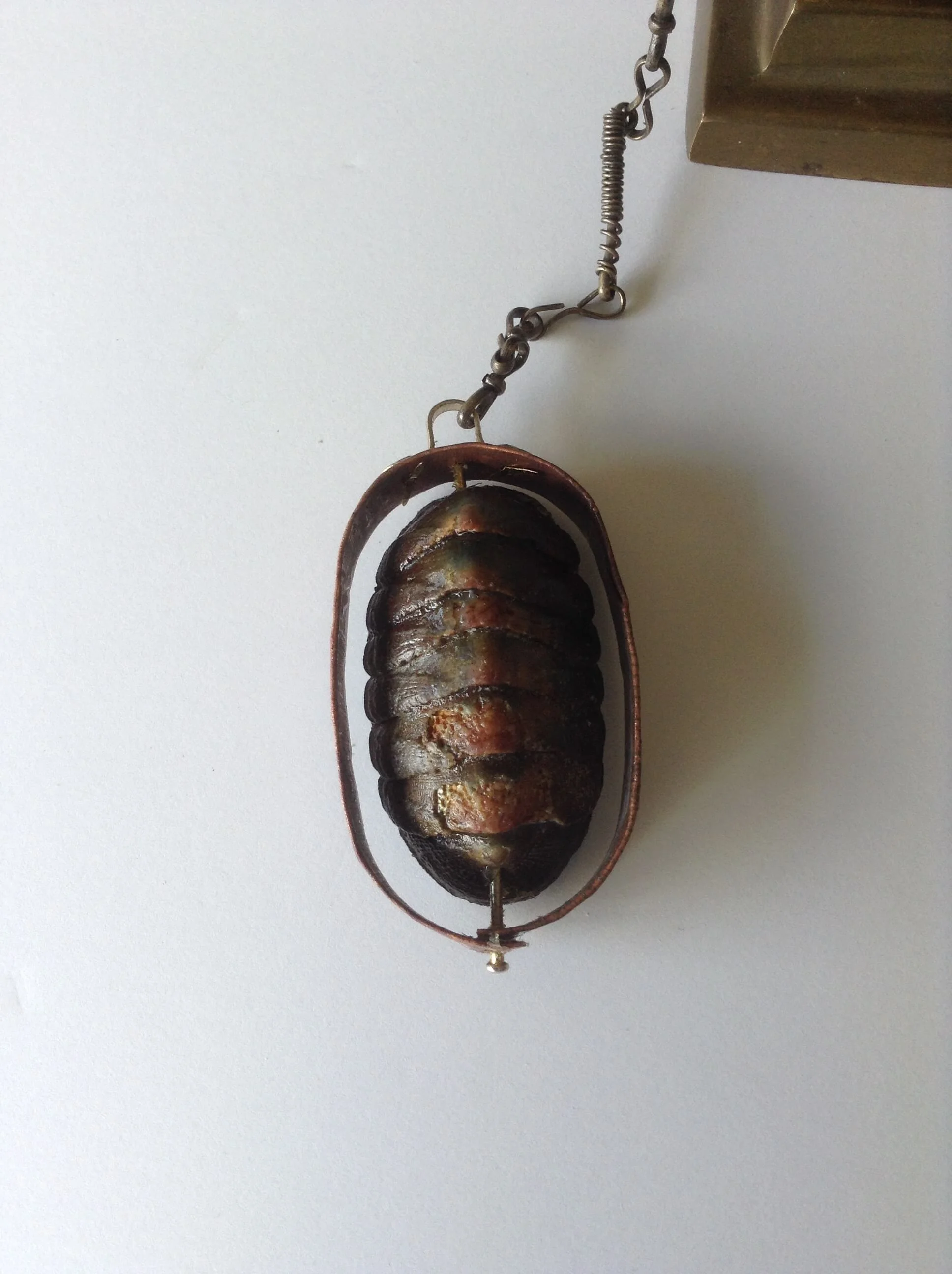 Bezel carapace