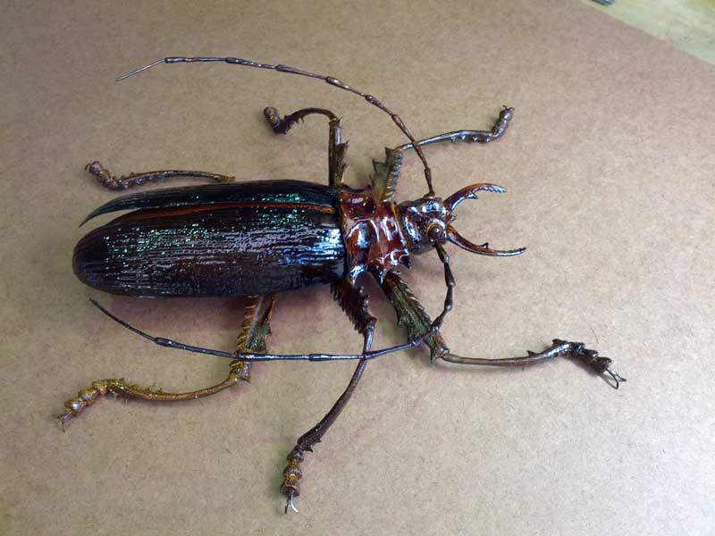 Plastic Cockroach (50cm) for a medical expo booth