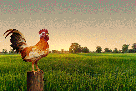 rooster.gif