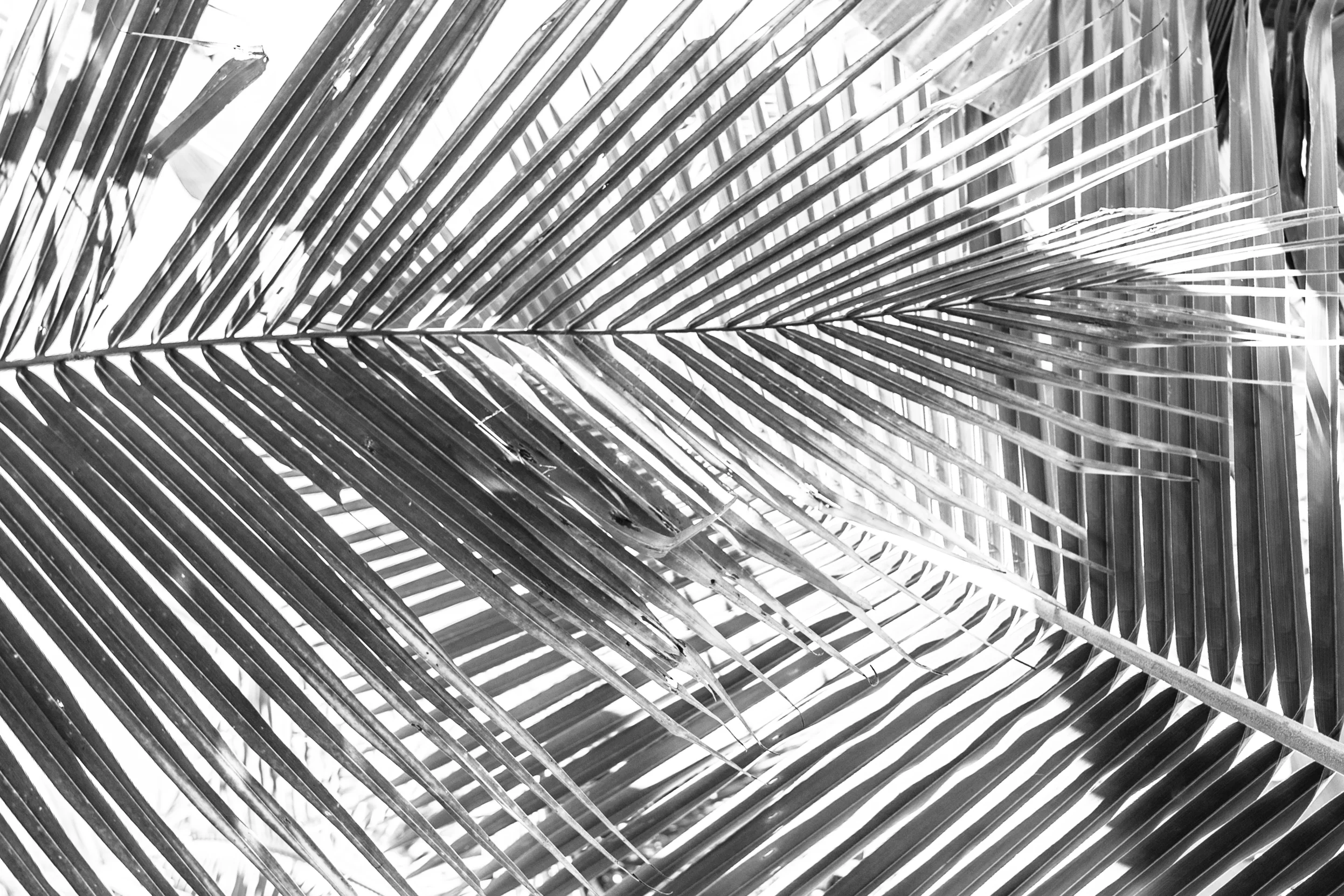 Palm_Goa_Mono_-1.jpg