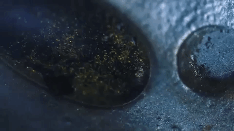 texture renard.gif