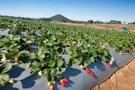 Piñata Farms' strawberry production Photo Credit: Piñata Farms