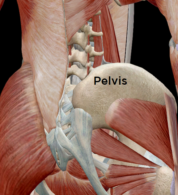 View of the low back & pelvic muscles from the back.
