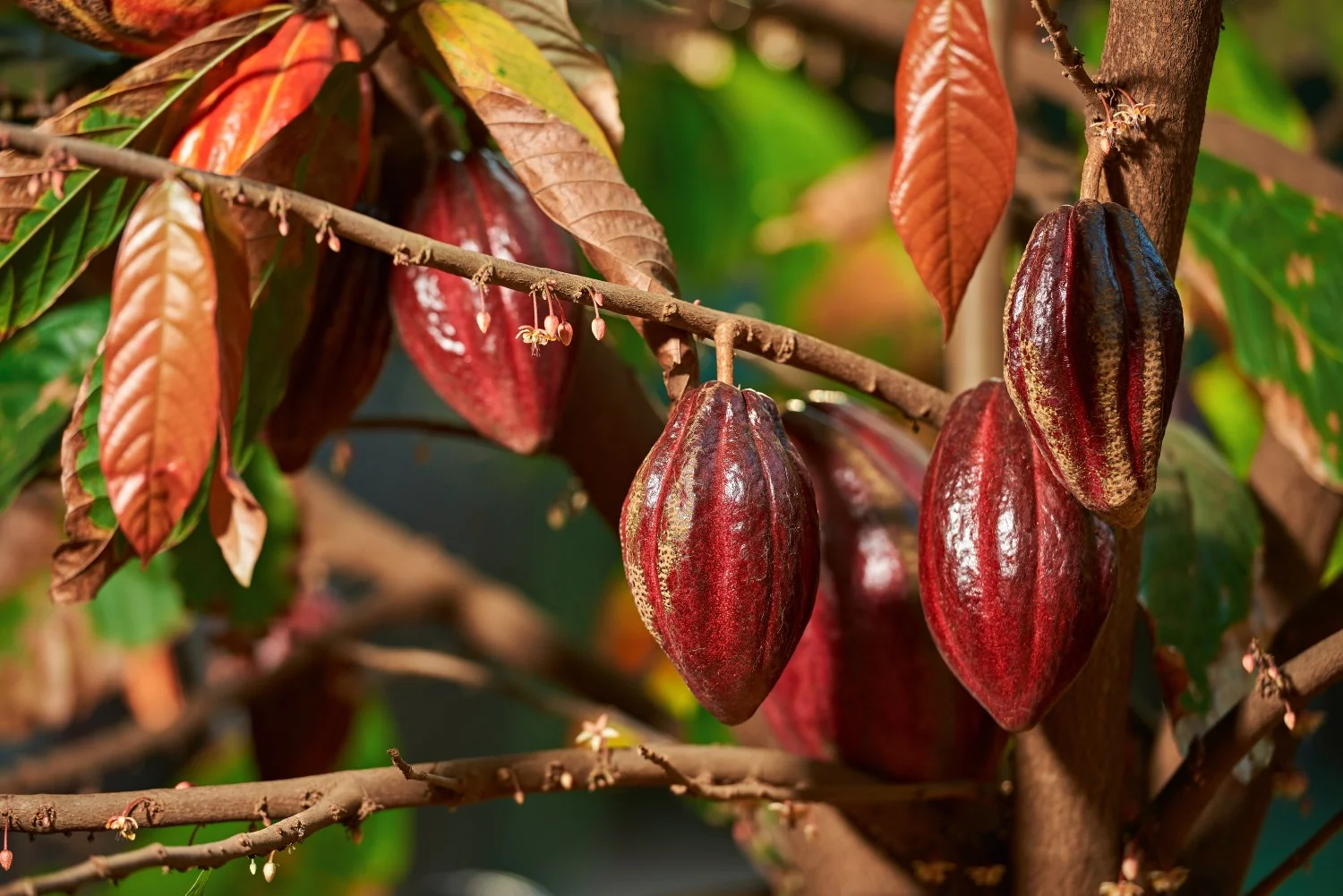 CACAO NIBS_web.jpg