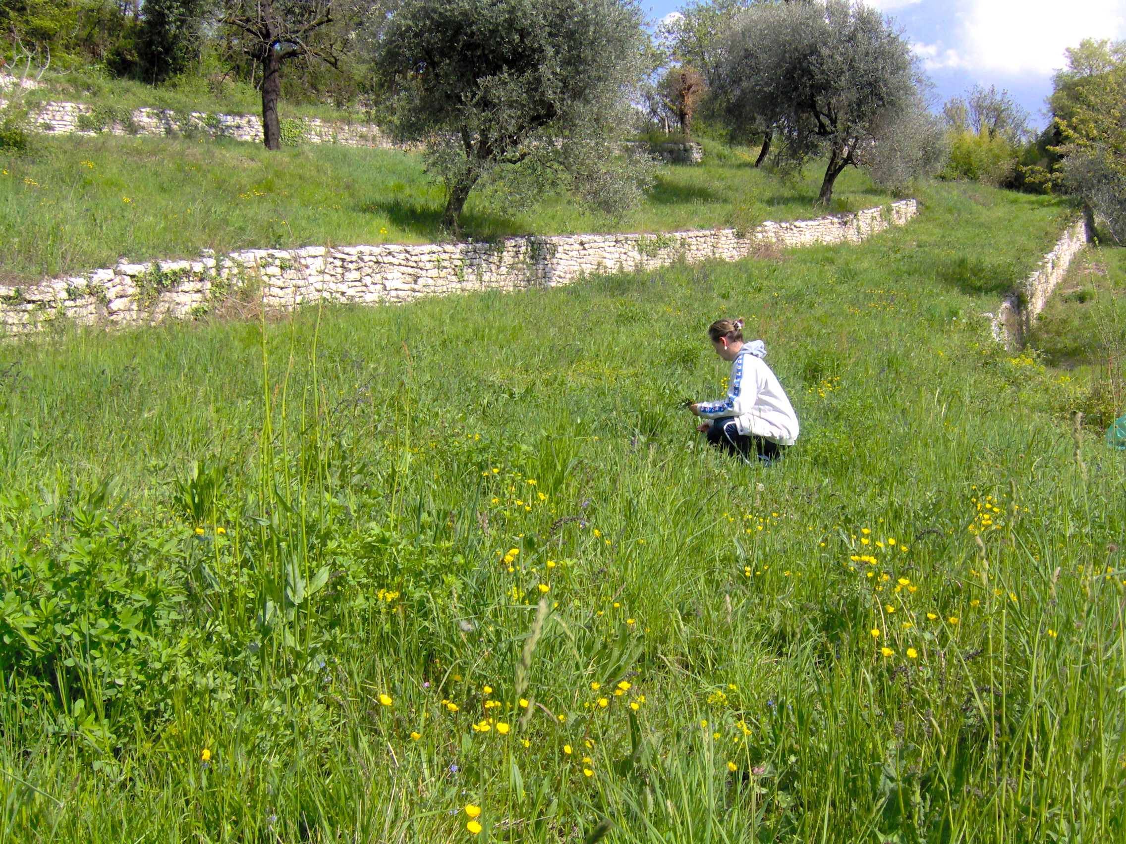 Raccolta delle erbe aromatiche