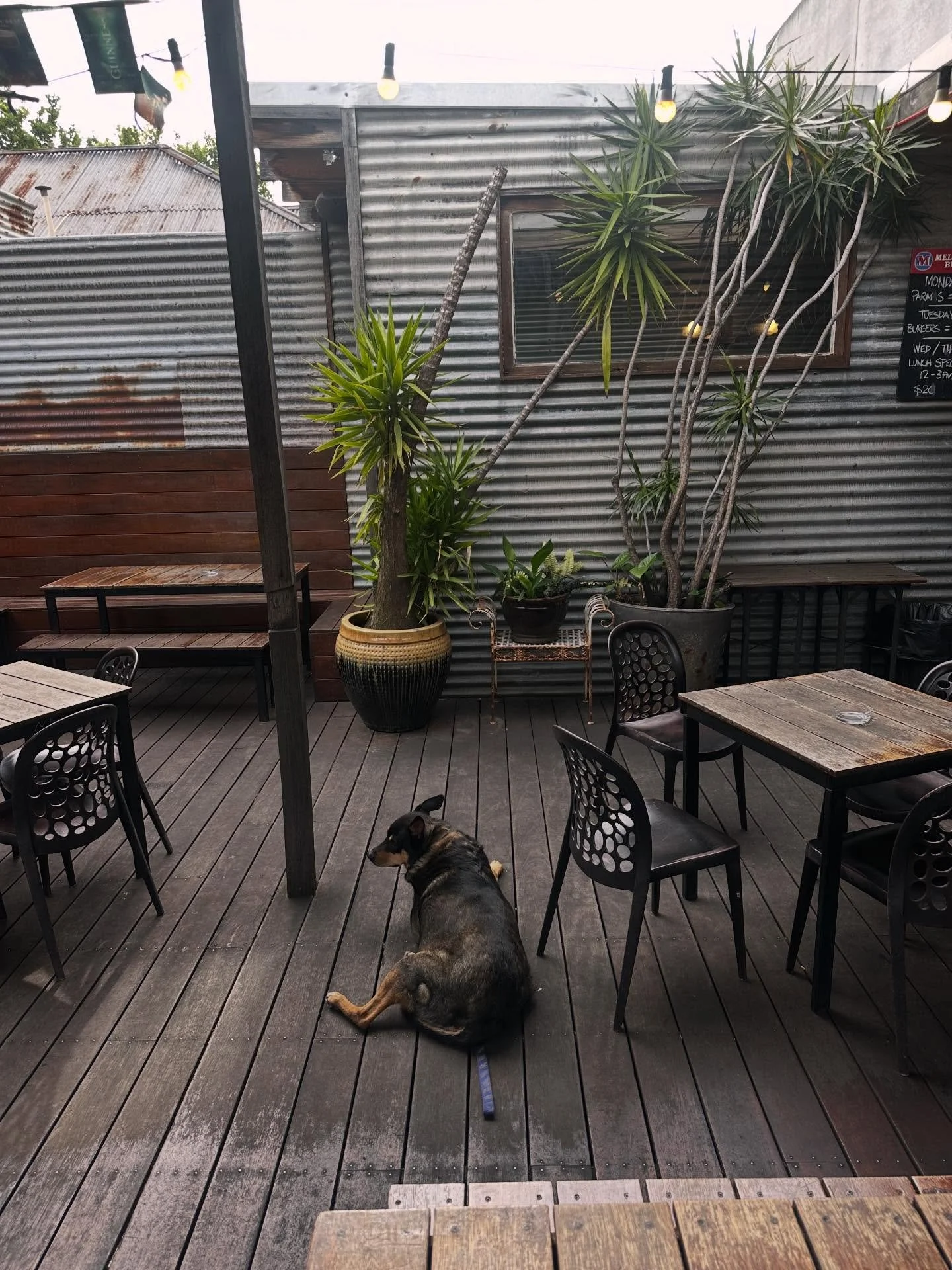 Be like baxter. Eat a parma and sprawl out on the roof deck while you digest! $20 all parmas till 9pm! Vegan and vego options available.