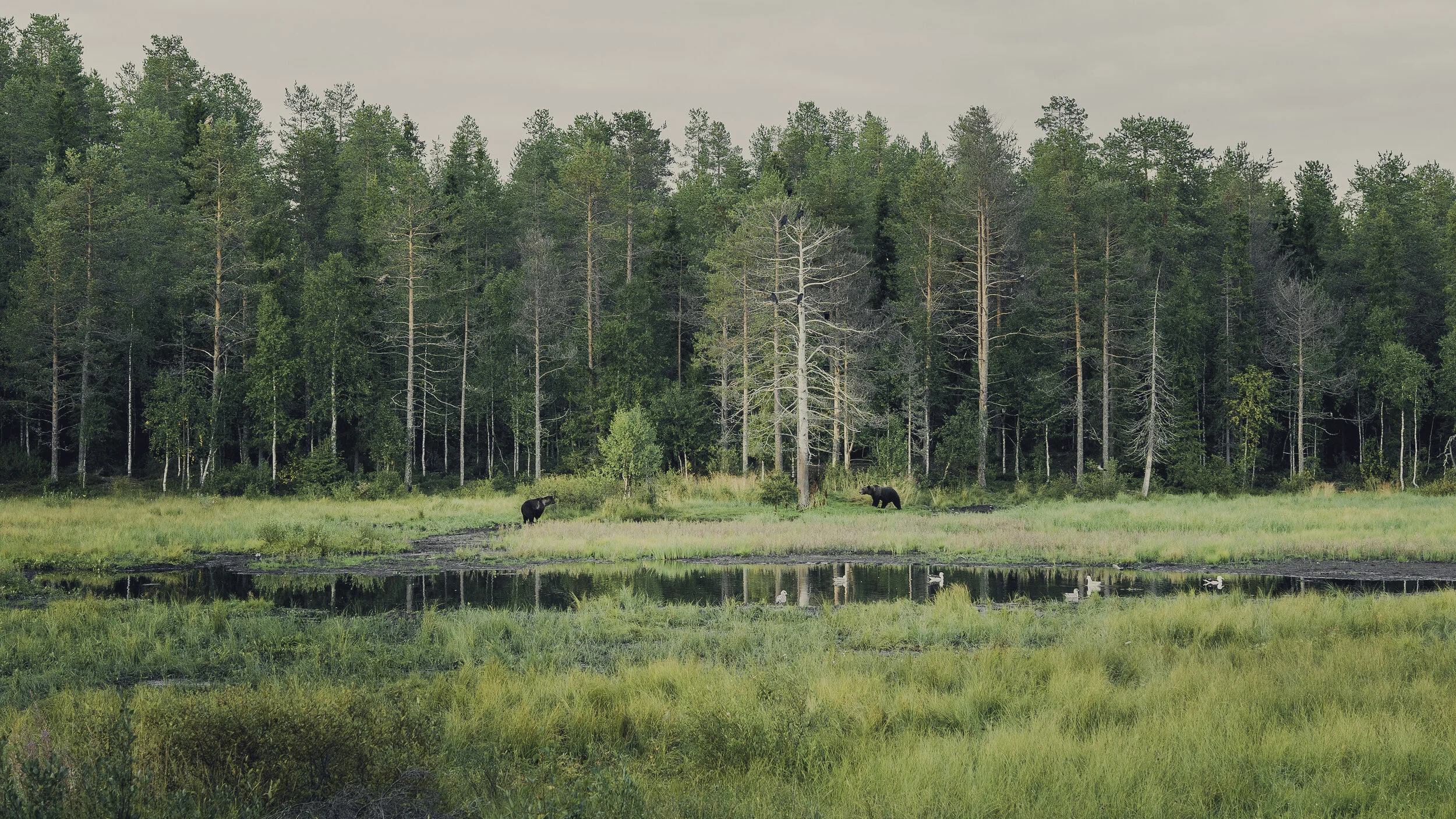 Bears in Kuusamo.jpg