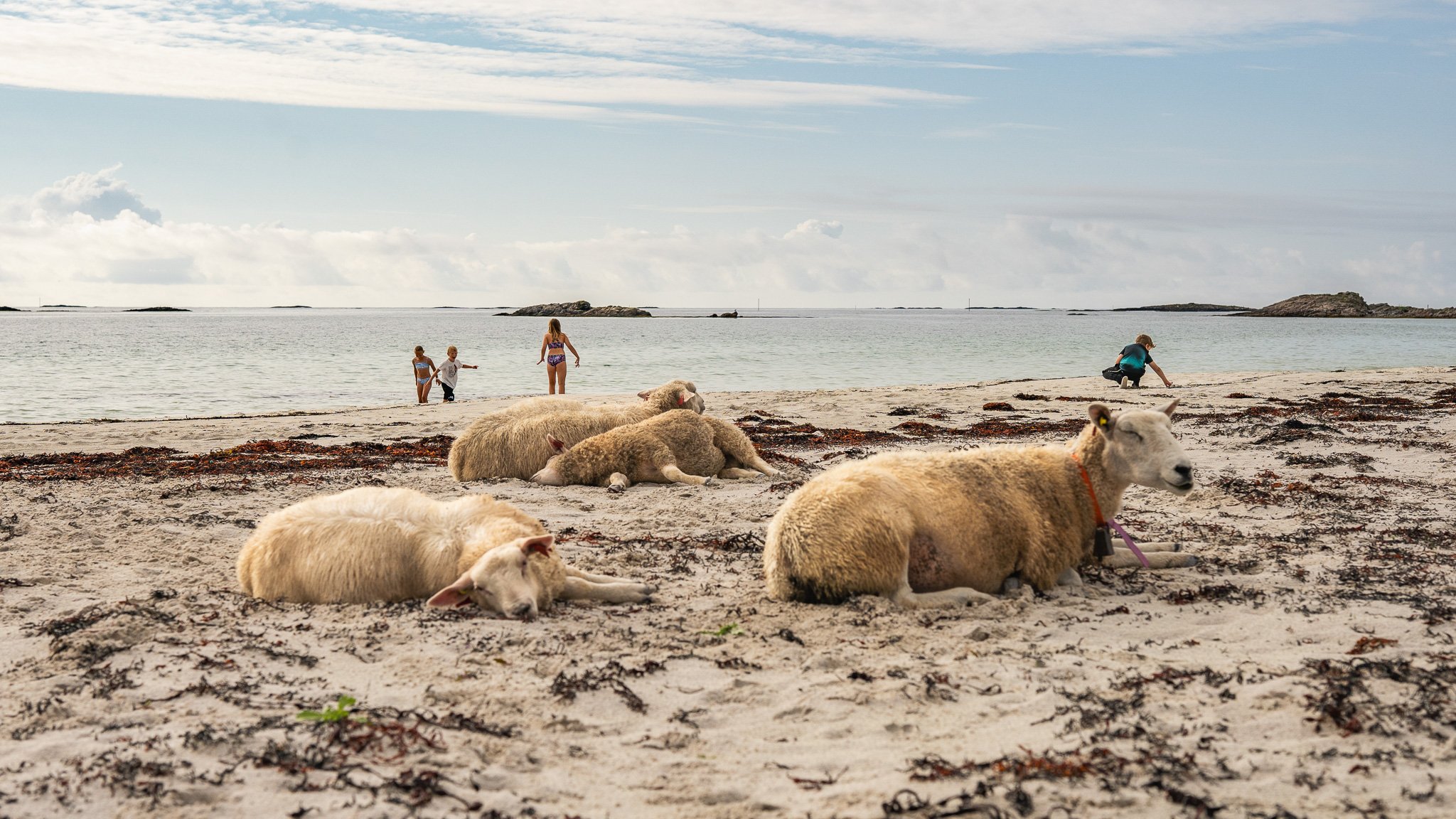 Lampaita Norjassa.jpg