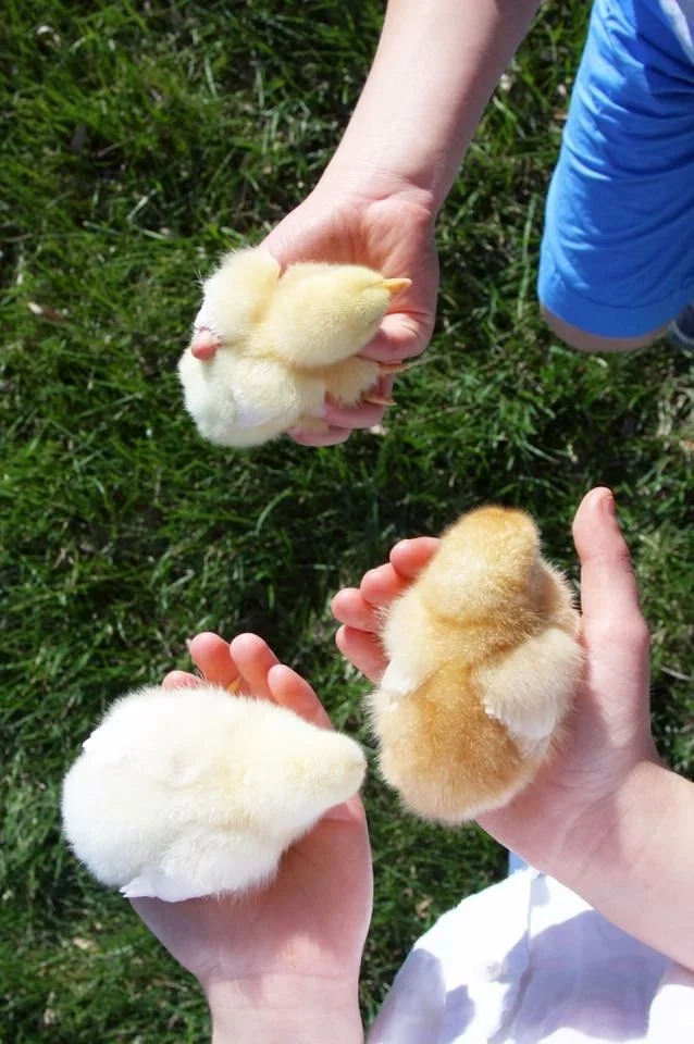 Easter chicks