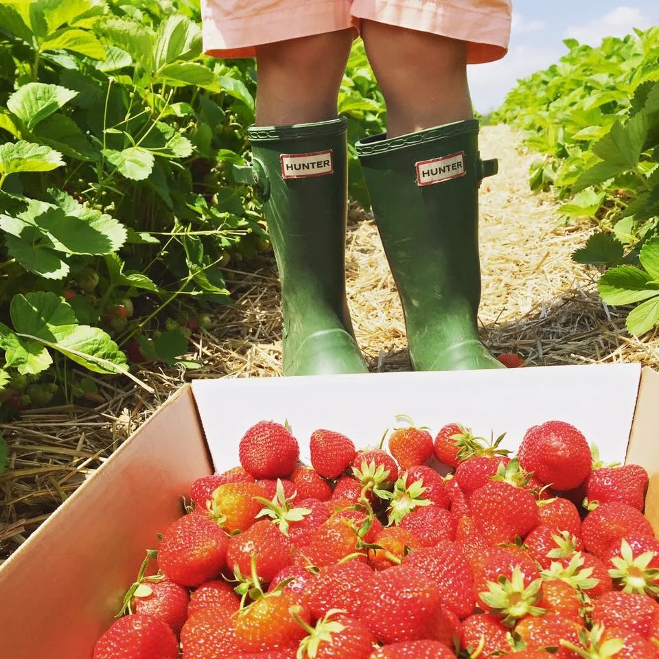Strawberry Picking