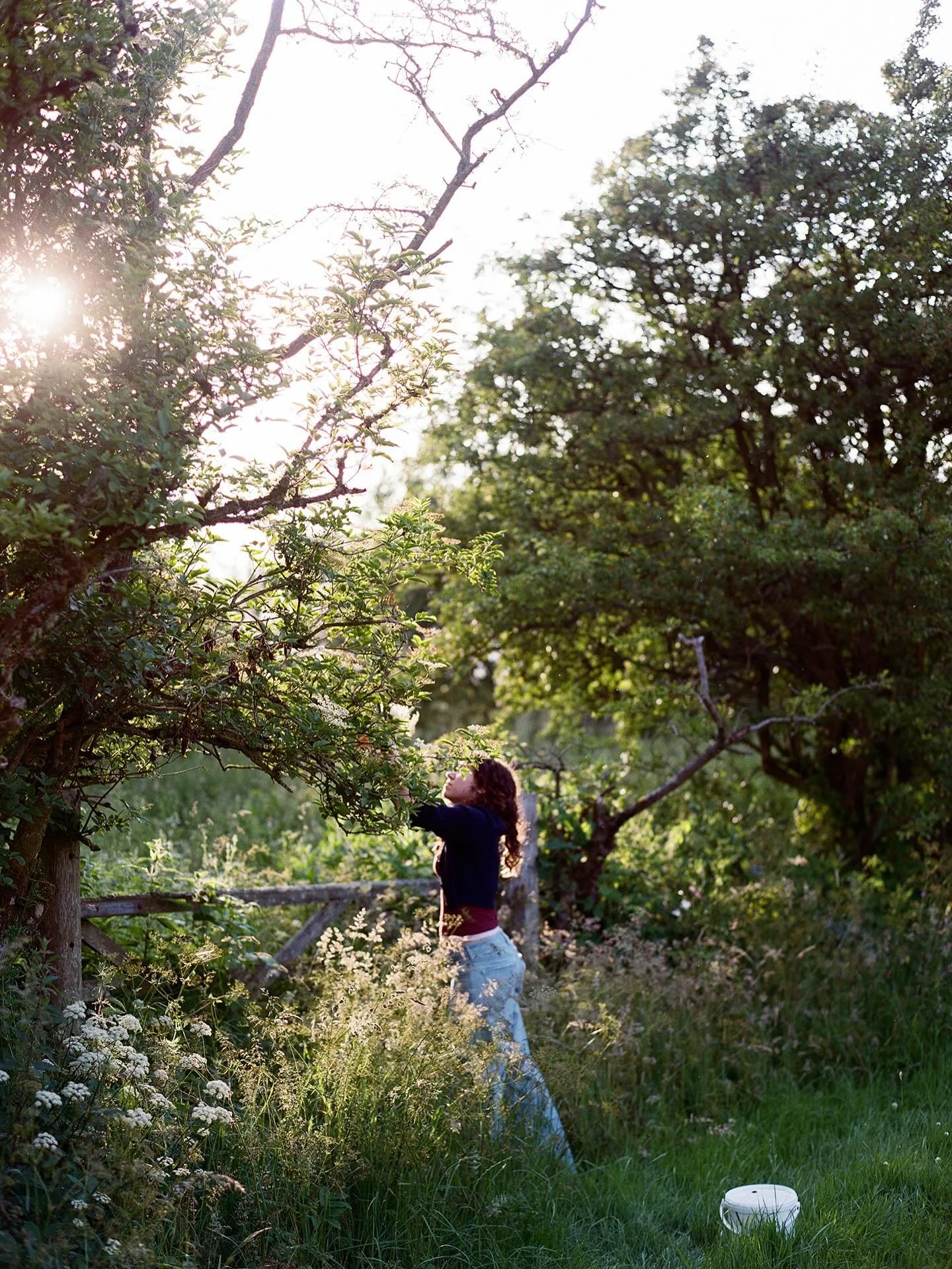 Elderflower picking with Ava. A new blog post is up! Recipe included although you&rsquo;ll have to wait until  next year to use it as I think all the elderflower has finished flowering now! Unless you&rsquo;re high up in Scotland perhaps?! Link in my