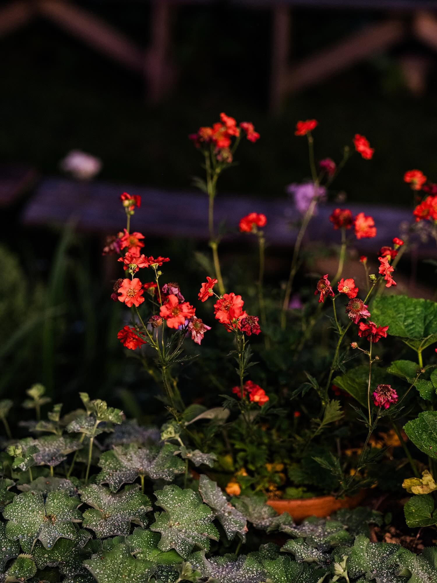 Tonight&rsquo;s @langleytracks post from their brilliant last event with the amazing The Giles Strong Band is inspired by the red and pink of the garden and guests! ❤️🩷