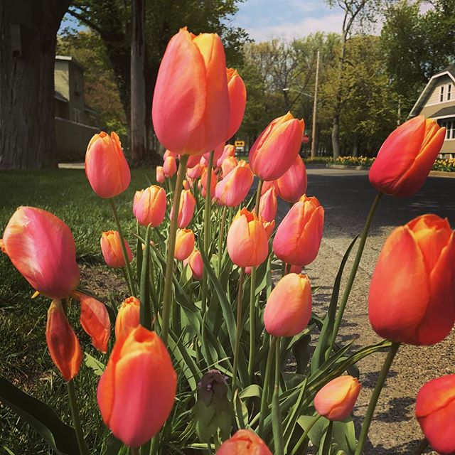 Enjoying all the beauty of Holland's @tulip_time #tulips #tuliptime #michigan #beautifulthings #flowers