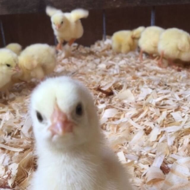 Pre-Order Your Fave Farm Products Today