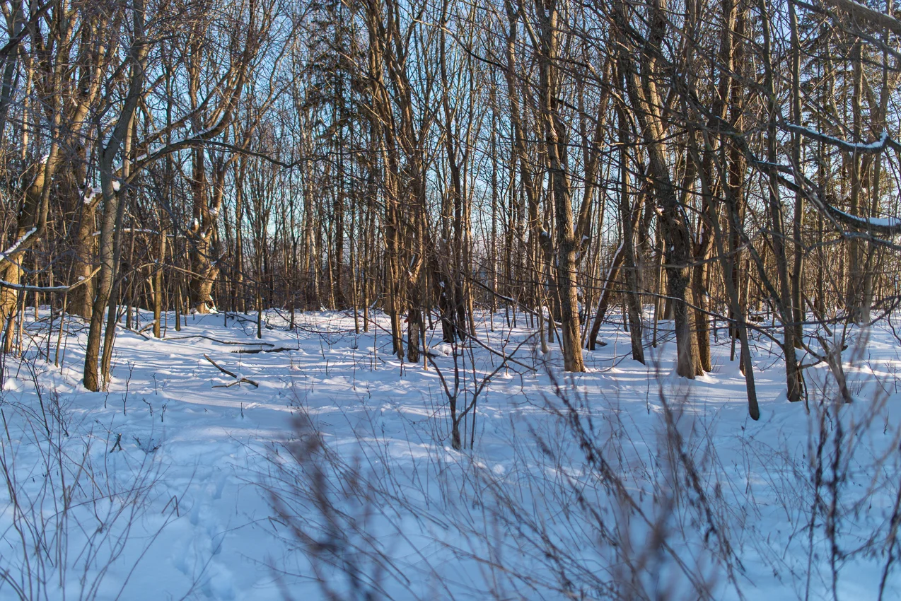 _DSC4765.jpg