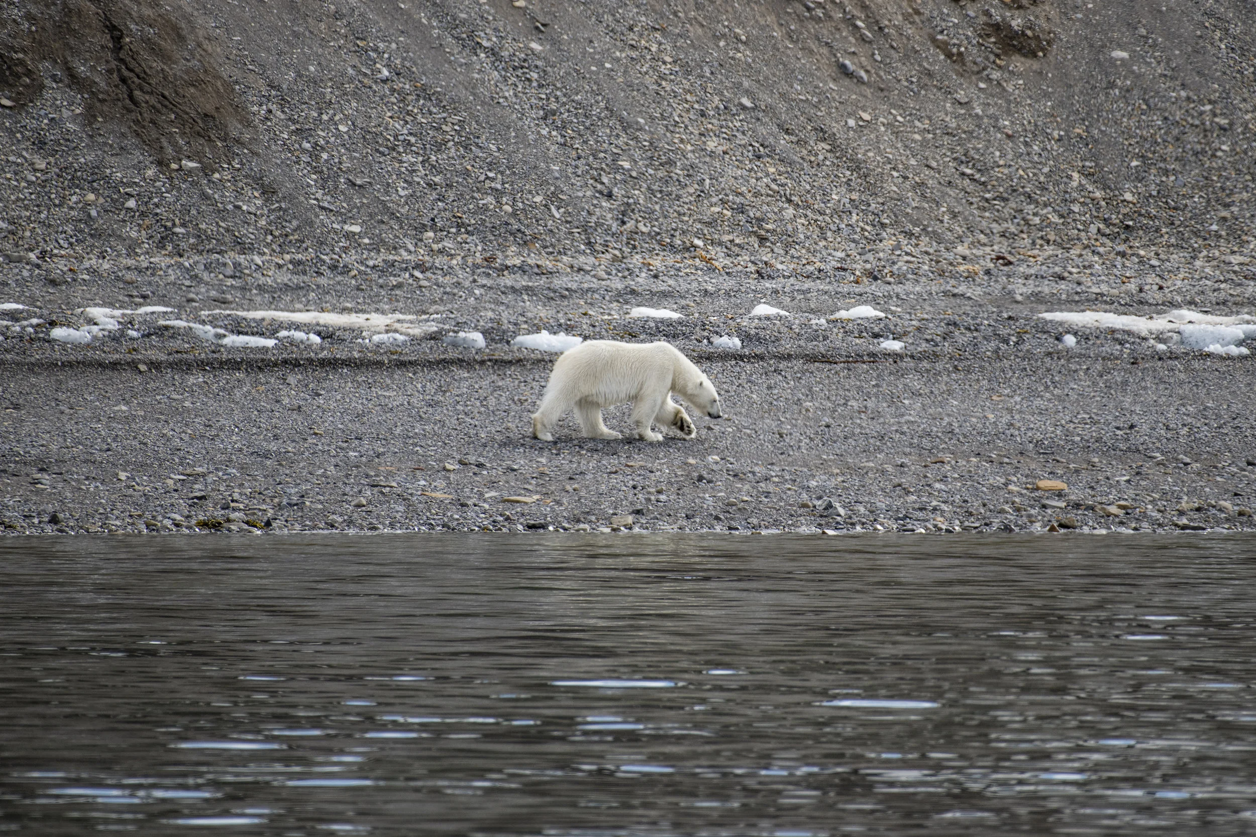 Male polar bear striding along the beach