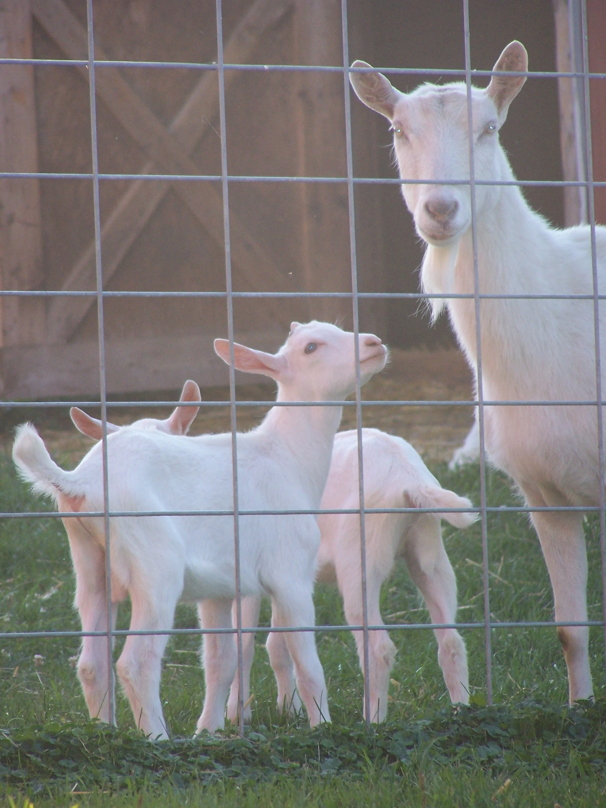 sheep and kids 003.jpg