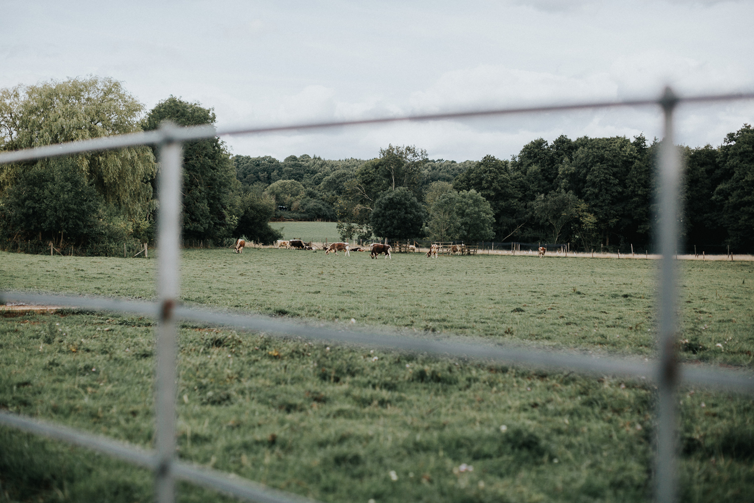 Gate Street Barn Cows