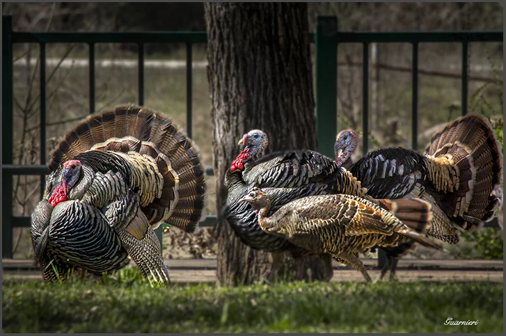 BACKYARD INVASION