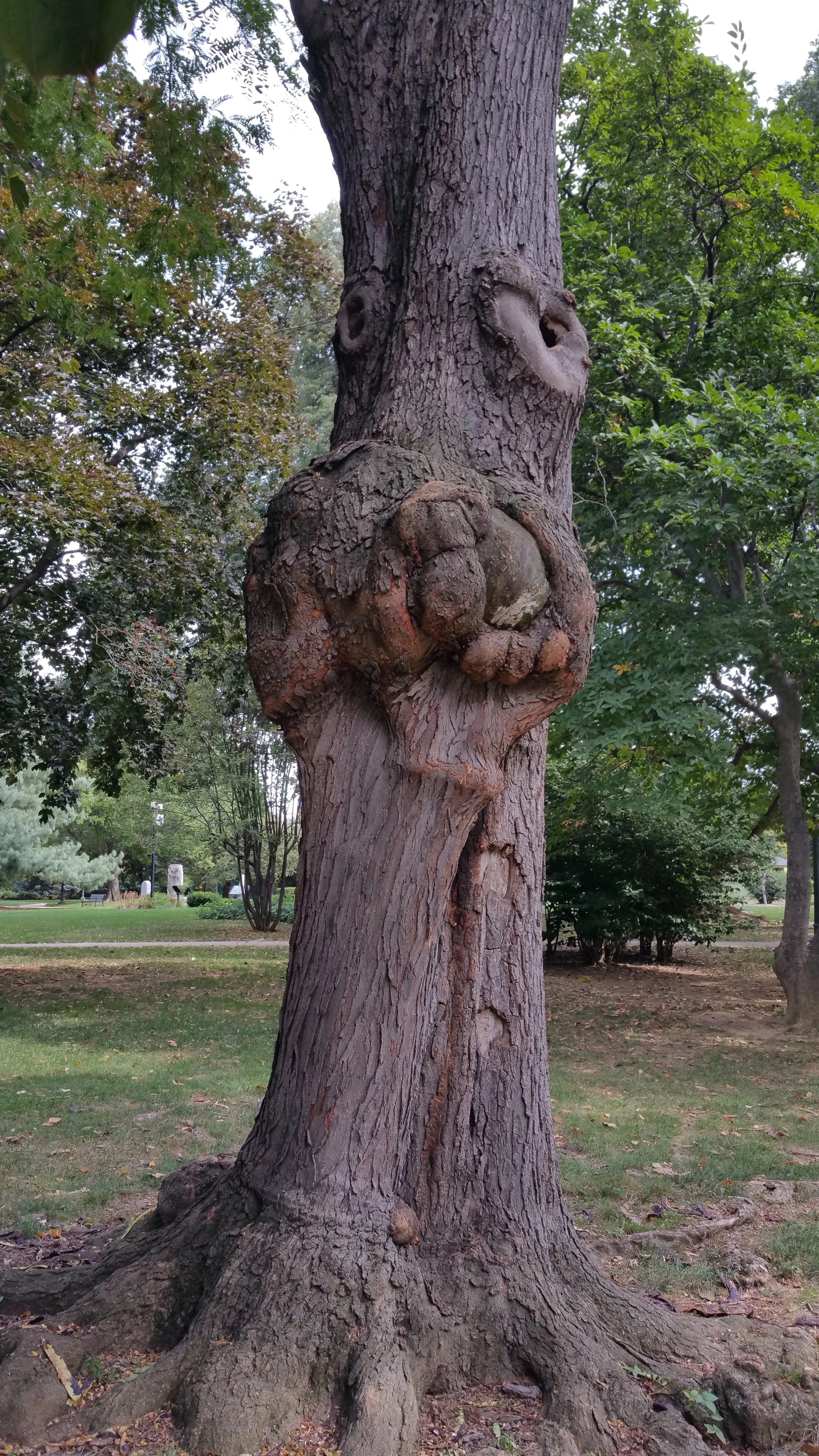 tree face.jpg
