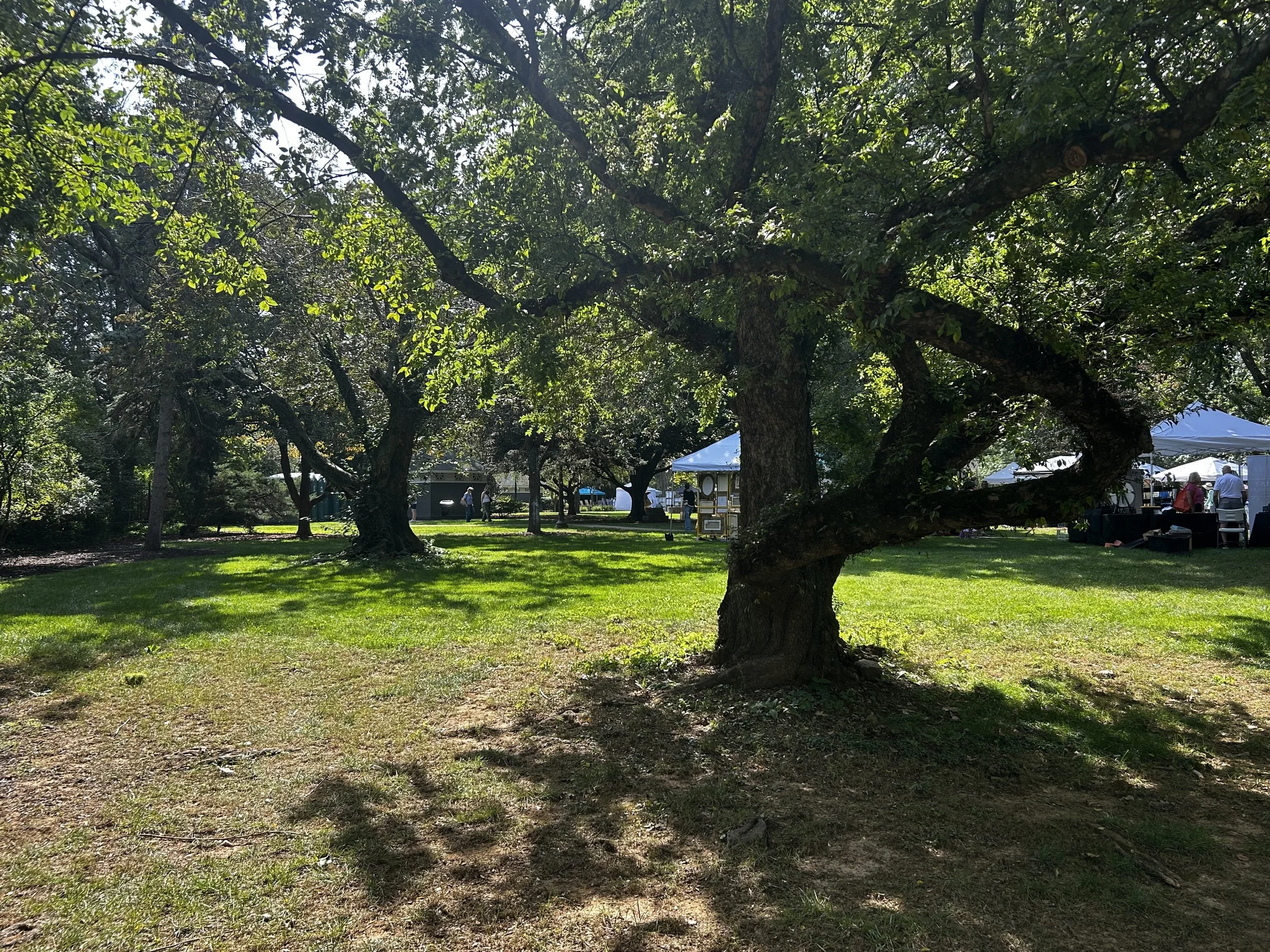 Cedar Elm and Flowering Cherry, planted 1907