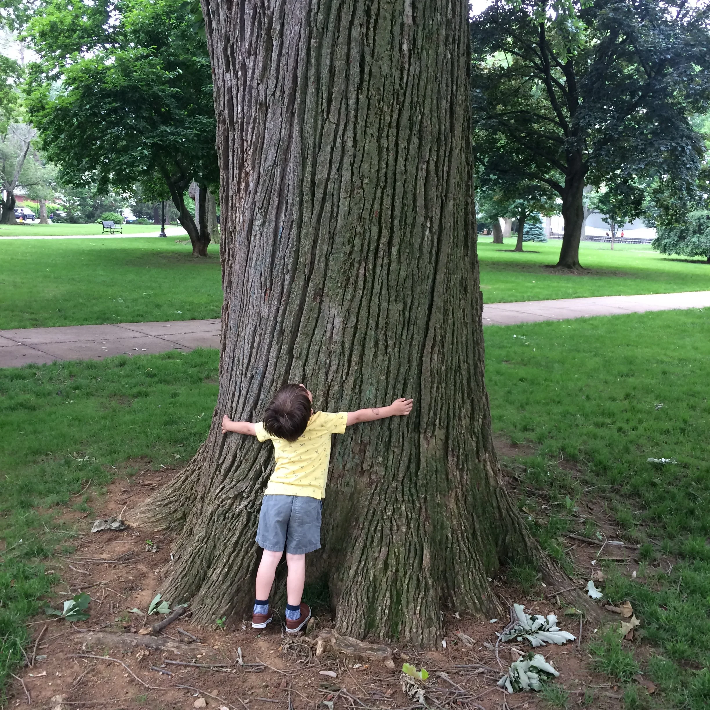 Tree Hugger (Red Oak, planted 1907)
