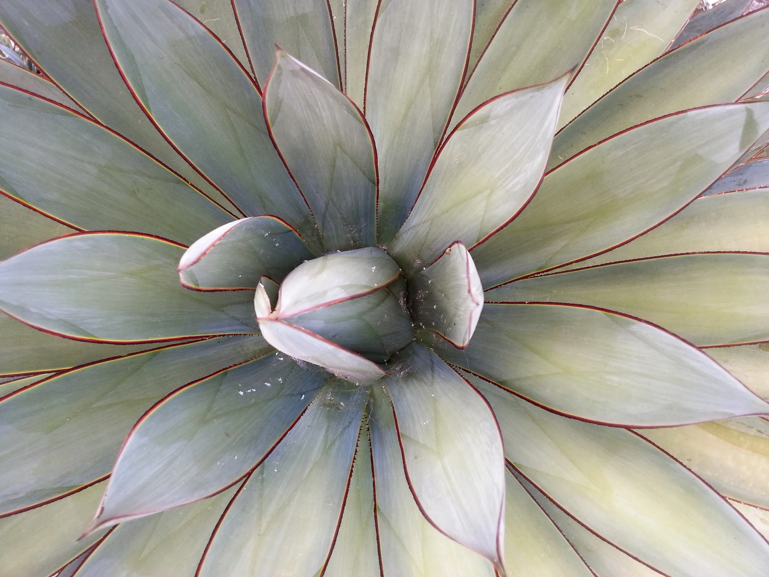 Catalina Cactus