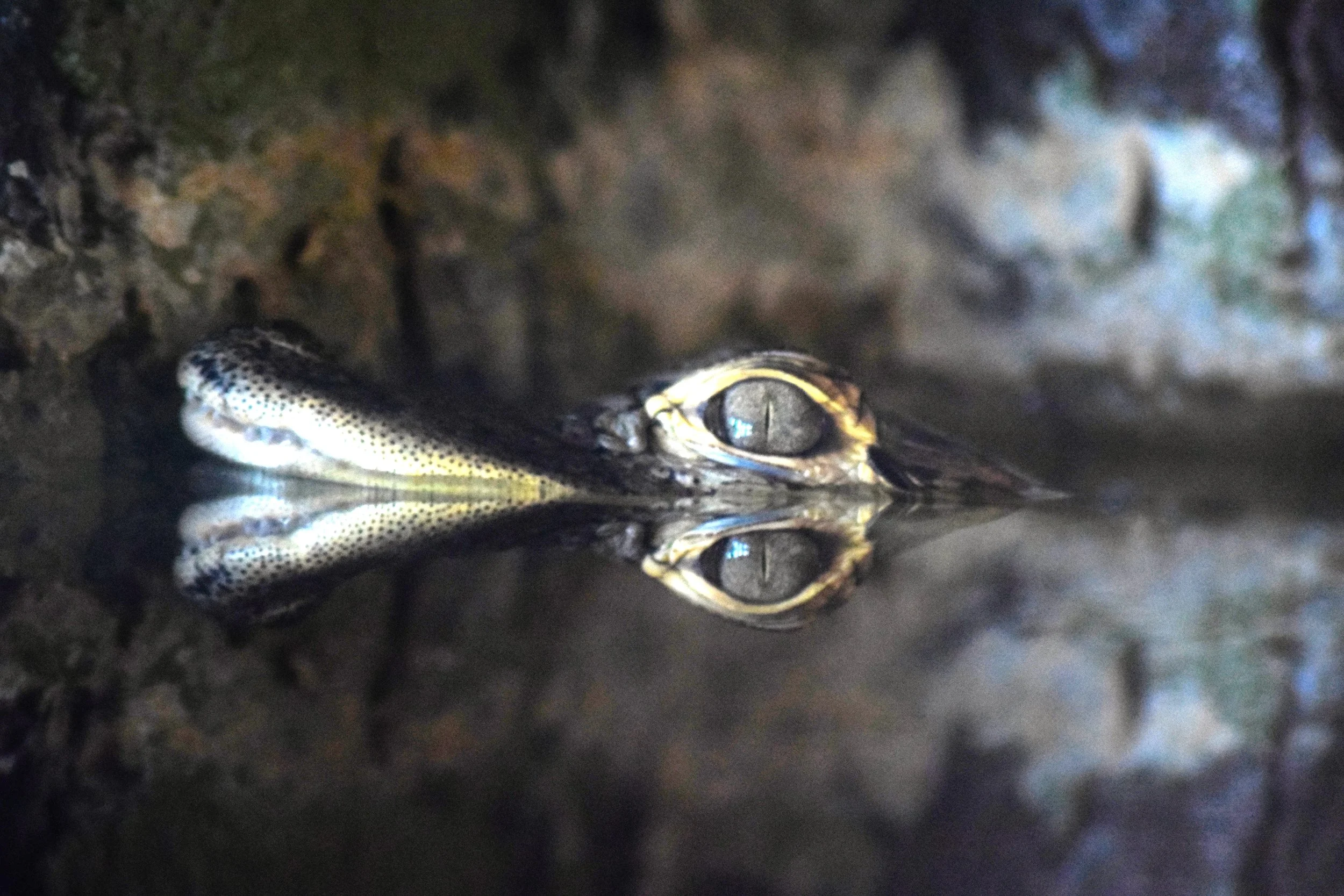Florida Baby Gator