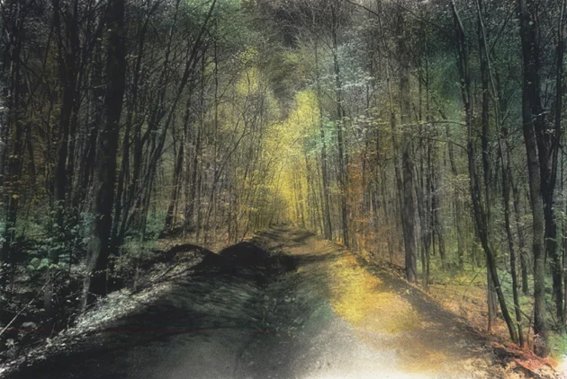 The Woods