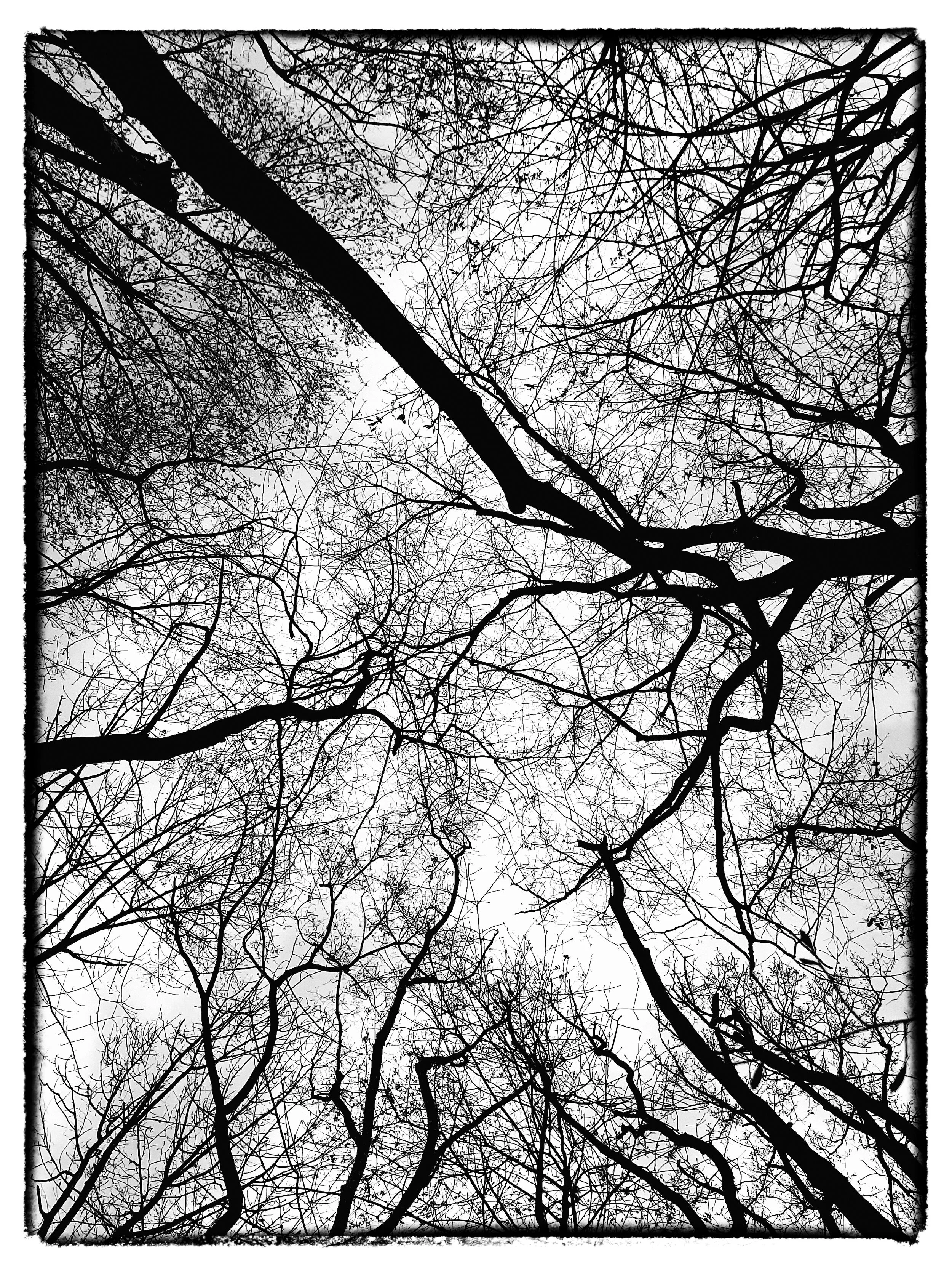 SKYWARD TREES.jpg